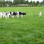 Schmidtfewo Moorgeist *