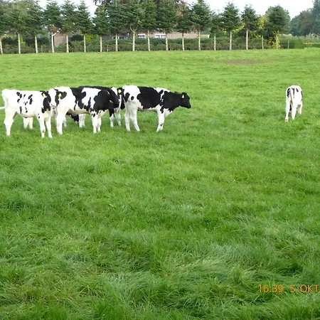 Schmidtfewo Moorgeist *